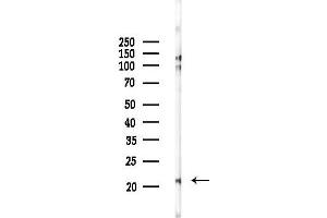 anti-NADH Dehydrogenase (Ubiquinone) 1 alpha Subcomplex, 8, 19kDa (NDUFA8) (Internal Region) antibody