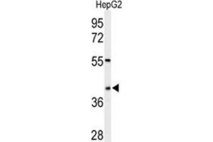 Western Blotting (WB) image for anti-WD Repeat Domain 82 (WDR82) antibody (ABIN3002141) (WDR82 anticorps)