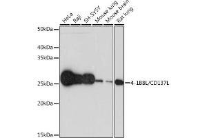 Western blot analysis of extracts of various cell lines, using 4-1BBL/CD137L Rabbit mAb (ABIN7271060) at 1:1000 dilution. (TNFSF9 anticorps)