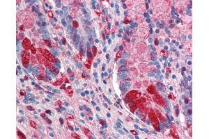 Image no. 1 for anti-Intestinal Alkaline Phosphatase (ALPI) antibody (ABIN303053) (Intestinal Alkaline Phosphatase anticorps)