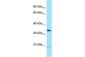 Western Blotting (WB) image for anti-Cell Division Cycle 37-Like 1 (CDC37L1) (N-Term) antibody (ABIN2789146) (CDC37L1 anticorps  (N-Term))