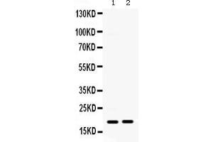 Anti- IP10 Picoband antibody, Western blottingAll lanes: Anti IP10  at 0.