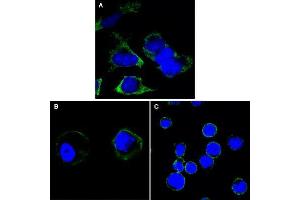 Confocal immunofluorescence analysis of Hela (A), A431 (B) and THP-1 (C) cells using RTN3 antibody (green).