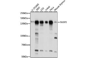Western blot analysis of extracts of various cell lines, using SUGP2 antibody  at 1:1000 dilution. (SFRS14 anticorps  (AA 500-700))