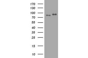 Image no. 12 for anti-Nibrin (NBN) (AA 183-460) antibody (ABIN1491058)