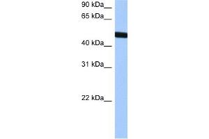 WB Suggested Anti-TBX20 Antibody Titration:  0. (TBX20 anticorps  (Middle Region))