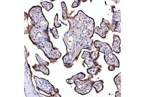 IHC analysis of SUMF2 using anti-SUMF2 antibody (ABIN7600954).