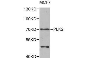 Western blot analysis of extracts of MCF-7 cells, using PLK2 antibody (ABIN5975471) at 1/1000 dilution. (PLK2 anticorps)