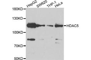 Western blot analysis of extracts of various cell lines, using HDAC5 antibody. (HDAC5 anticorps)