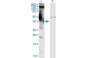 Western Blot analysis of DMWD expression in transfected 293T cell line by DMWD monoclonal antibody (M01), clone 3F5. (DMWD anticorps  (AA 245-334))