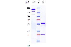 Anti-ACVR2B Reference Antibody (bimagrumab) on SDS-PAGE under reducing (R) condition. (Recombinant ACVR2B (Bimagrumab Biosimilar) anticorps)