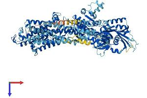 AlphaFold protein structure predicition of Human Recombinant ATP1A4 Protein, UniprotID Q13733