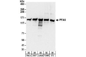 anti-Phosphoribosylformylglycinamidine Synthase (PFAS) (AA 875-925) antibody