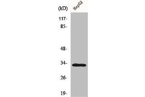 Western Blot analysis of HepG2 cells using DcR3 Polyclonal Antibody (TNFRSF6B anticorps  (C-Term))