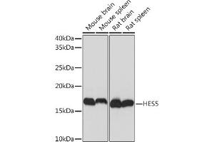 Western blot analysis of extracts of various cell lines, using HES5 Rabbit mAb (ABIN7267559) at 1:1000 dilution. (HES5 anticorps)