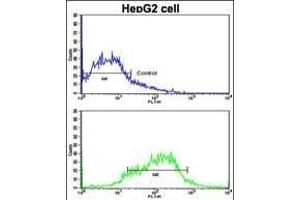 Flow cytometric analysis of HepG2 cells using EphA1 Antibody (N-term) (bottom histogram) compared to a negative control cell (top histogram). (EPHA1 anticorps  (N-Term))