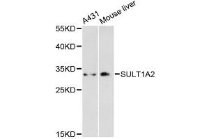 Western blot analysis of extracts of various cell lines, using SULT1A2 antibody.