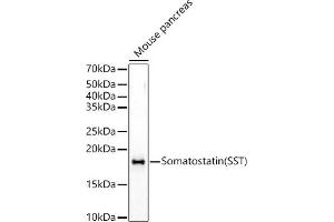 Western blot analysis of extracts of Mouse pancreas, using Somatostatin (SST) Rabbit pAb antibody (ABIN6133914, ABIN6148498, ABIN6148499 and ABIN6224956) at 1:500 dilution. (Somatostatin anticorps  (C-Term))