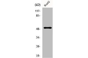 Western Blot analysis of HepG2 cells using Lad Polyclonal Antibody (SH2D2A anticorps  (Internal Region))
