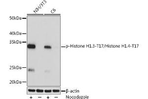 Western blot analysis of extracts of various cell lines, using Phospho-Histone H1. (Histone H1 anticorps  (pThr17))