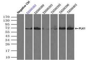 Image no. 1 for anti-Polo-Like Kinase 1 (PLK1) antibody (ABIN1500280) (PLK1 anticorps)