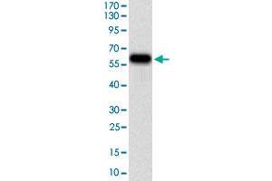 Western blot analysis of human TIE1 (AA: 385-607) recombinant protein (Expected MW is 50. (TIE1 anticorps  (AA 385-607))