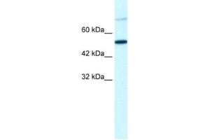 Western Blotting (WB) image for anti-T-Box 3 (TBX3) antibody (ABIN2460723) (TBX3 anticorps)