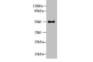 Western blot All lanes: WDR37 antibody at 7 μg/mL + HepG2 whole cell lysate Secondary Goat polyclonal to rabbit IgG at 1/10000 dilution Predicted band size: 55, 30 kDa Observed band size: 55 kDa (WDR37 anticorps  (AA 1-264))