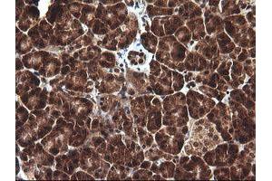 Image no. 2 for anti-D-Dopachrome Tautomerase (DDT) antibody (ABIN1497795) (DDT anticorps)
