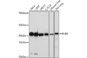 Western blot analysis of extracts of various cell lines, using BUB3 Rabbit mAb (ABIN7265960) at 1:1000 dilution. (BUB3 anticorps)