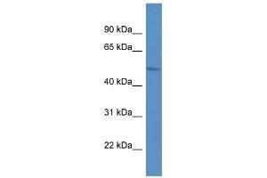 Western Blot showing LPL antibody used at a concentration of 1. (Lipoprotein Lipase anticorps  (C-Term))