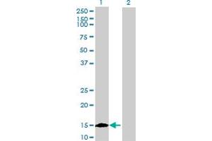 Western Blot analysis of ISCU expression in transfected 293T cell line by ISCU MaxPab polyclonal antibody. (ISCU anticorps  (AA 1-142))