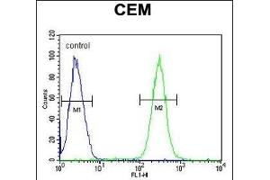 BCAN Antibody (C-term) (ABIN652096 and ABIN2840547) flow cytometric analysis of CEM cells (right histogram) compared to a negative control cell (left histogram). (BCAN anticorps  (C-Term))