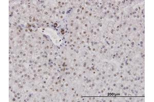 Immunoperoxidase of purified MaxPab antibody to RPA2 on formalin-fixed paraffin-embedded human liver. (RPA2 anticorps  (AA 1-270))
