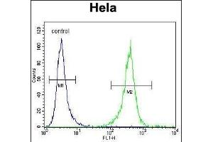 DNAJB6 Antibody (Center) (ABIN656424 and ABIN2845716) flow cytometric analysis of Hela cells (right histogram) compared to a negative control cell (left histogram). (DNAJB6 anticorps  (AA 218-247))