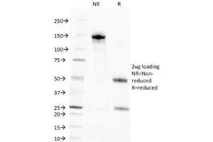 SDS-PAGE Analysis of Purified, BSA-Free Nuclear Marker Antibody (clone NM106). (Nuclear Marker anticorps)