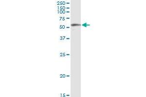 Immunoprecipitation of BBS4 transfected lysate using anti-BBS4 MaxPab rabbit polyclonal antibody and Protein A Magnetic Bead , and immunoblotted with BBS4 purified MaxPab mouse polyclonal antibody (B01P) .