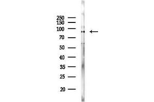 anti-Phosphoinositide 3 Kinase, p85/p55 (PI3K p85/p55) (Internal Region) antibody
