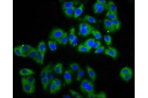 Immunofluorescence staining of HepG2 cells with ABIN7143409 at 1:133, counter-stained with DAPI. (APMAP anticorps  (AA 134-240))