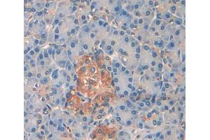 Used in DAB staining on fromalin fixed paraffin- embedded pancreas tissue