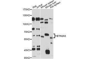 Western blot analysis of extracts of various cell lines, using BTN3A3 antibody (ABIN6292790) at 1:1000 dilution. (BTN3A3 anticorps)