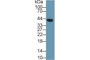 Western Blot; Sample: Mouse Lung lysate; Primary Ab: 1µg/ml Rabbit Anti-Rat CLU Antibody Second Ab: 0.