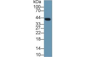 Western Blot; Sample: Mouse Lung lysate; Primary Ab: 1µg/ml Rabbit Anti-Rat CLU Antibody Second Ab: 0. (Clusterin anticorps  (AA 227-447))