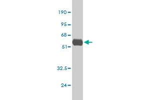 Western Blot detection against Immunogen (51.