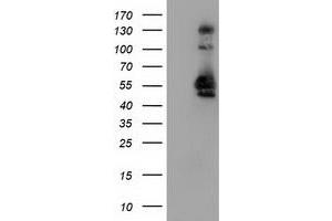 Image no. 4 for anti-Sorting Nexin 8 (SNX8) antibody (ABIN1501042)