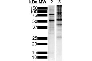 Western Blot analysis of Human Breast Cancer Cell line and Mouse Brain showing detection of Tau protein using Mouse Anti-Tau Monoclonal Antibody, Clone 1D5 (ABIN6952077). (tau anticorps  (Atto 594))