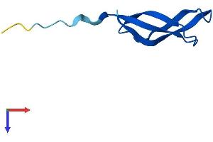 AlphaFold protein structure predicition of Mouse Recombinant Mrpl33 Protein, UniprotID Q9CQP0