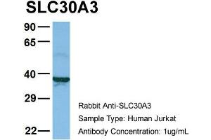 Host: Rabbit Target Name: SLC30A3 Sample Type: Jurkat Antibody Dilution: 1. (Slc30a3 anticorps  (Middle Region))