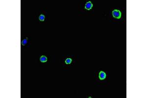 Immunofluorescent analysis of MCF-7 cells using ABIN7153920 at dilution of 1:100 and Alexa Fluor 488-congugated AffiniPure Goat Anti-Rabbit IgG(H+L) (SLC37A1 anticorps  (AA 245-302))