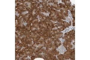 Immunohistochemical staining of human pancreas with SEL1L polyclonal antibody  shows strong cytoplasmic positivity in exocrine glandular cells at 1:10-1:20 dilution.